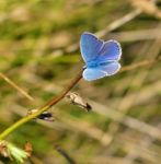 Butterfly Stock Photo