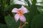 Water Drop On Pink Plumeria Flowers Stock Photo