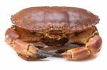 Cancer Pagurus Sea Crab On White Background Stock Photo