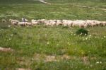 Shepherd With Herd Stock Photo