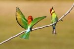 Chestnut-headed Bee Eater Stock Photo