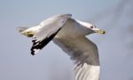 Beautiful Isolated Photo Of A Flying Gull Stock Photo