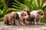 Close Up Of Washing Five Puppy Dog Stock Photo