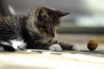 Cute Kitty Playing With A Walnut Stock Photo