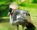 Crested African Crane Stock Photo