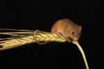 Harvest Mouse On Barely Stock Photo