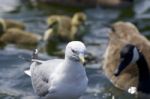 Beautiful Isolated Photo Of A Gull And The Canada Geese Near The Lake Stock Photo