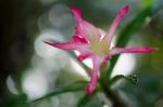 
Azalea Flowers Stock Photo