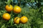 Orange On Tree Stock Photo