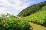 Scenic Nature Doi Mae Uko Mountain Stock Photo