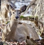 Beautiful Isolated Photo Of A Wild Deer In The Forest Stock Photo