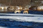 Alpha Male & Female Wolves Stock Photo