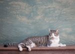 Young Cat Asleep At Home Stock Photo