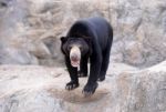 Malayan Sunbear Stock Photo