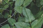 Bean Plant Leaves Stock Photo