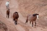 Wild Horses Canyon De Chelly Stock Photo