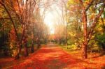 Alley With Red Leaves In Autumn Park Stock Photo