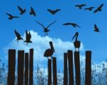 Pelicans And Gulls Stock Photo