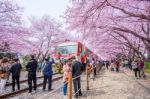 Jinhae,korea - April 2 : Jinhae Gunhangje Festival Is The Largest Cherry Blossom Festival In Korea.tourists Taking Photos Of The Beautiful Scenery Around Jinhae,korea On April 2,2016 Stock Photo