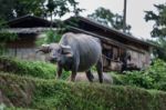 Buffalo Of The Villagers Stock Photo