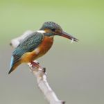 Common Kingfisher Stock Photo