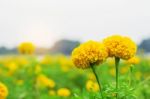 Marigold With Beautiful Stock Photo