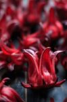 Fresh Roselle Stock Photo