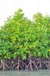 Mangrove Plants Stock Photo