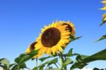 Beautiful Sunflower Stock Photo