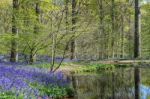 Sussex Bluebells Stock Photo