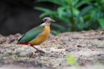 Mangrove Pitta Stock Photo