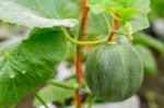 Small Japan Melon (honeydew Melon) In Farm Stock Photo