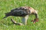 Hawk And Prey Stock Photo