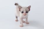 Cute Kitty Cat Walking On White Background Stock Photo