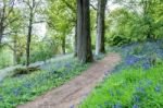 Bluebells In Full Bloom Stock Photo