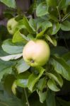 Apple On Branch-england Stock Photo