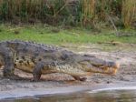 Crocodile Stock Photo