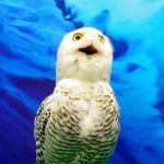 Snowy Owl Stock Photo