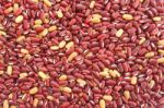 Red Kidney Bean Stock Photo