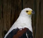 African Fish Eagle Close-up Stock Photo