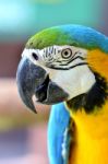 Blue And Yellow Macaw Stock Photo