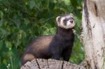 Polecat-coloured Ferret Stock Photo