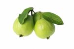 Three Guavas Stock Photo