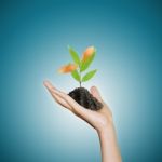 Hand Holding Small Plant Stock Photo