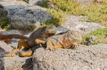 Wild Land Iguana On Santa Fe Island In Galapagos Stock Photo