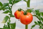 Fresh Tomato Growing In A Greenhouse Stock Photo