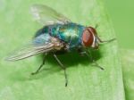 Green Fly On A Green Leaf Stock Photo