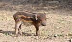 Juvenile Boar Stock Photo