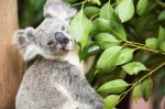 Koala By Itself In A Tree Stock Photo