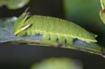 Foxy Emperor (charaxes Jasius) Stock Photo